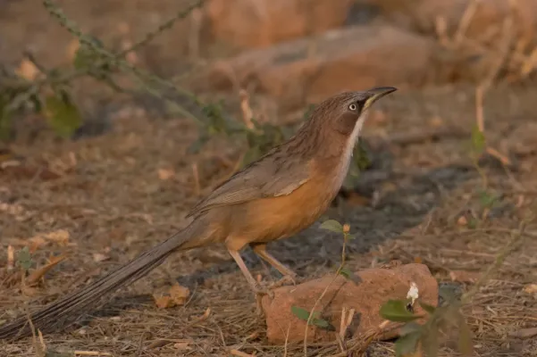 File:Argya gularis - William Stephens - 63644252.jpeg