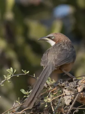 File:Argya gularis 63647061.jpg