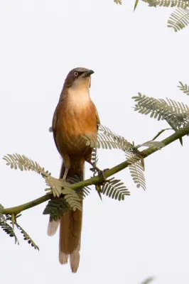 File:Argya gularis 63644297.jpg