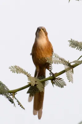 File:Argya gularis 63644304.jpg