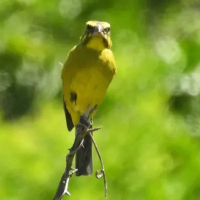 File:Crithagra sulphurata - Henry de Lange - 466321122.jpeg