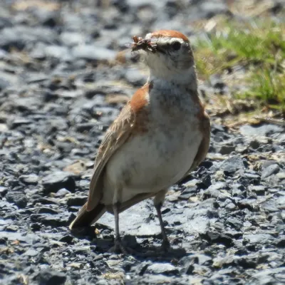 File:Calandrella cinerea - Henry de Lange - 466320744.jpeg