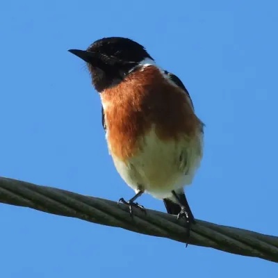 File:Saxicola torquatus - Henry de Lange - 466318311.jpeg