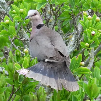 File:Streptopelia semitorquata - Henry de Lange - 466122954.jpeg