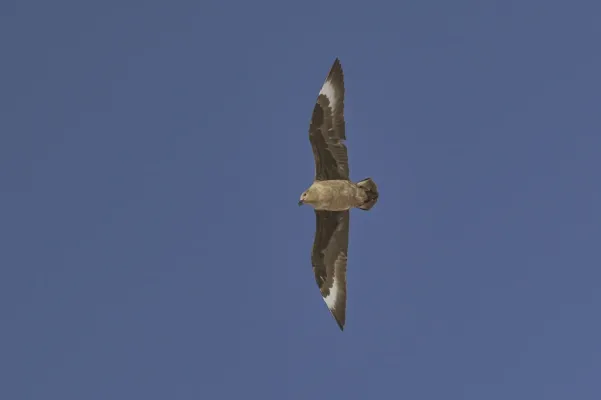 File:Stercorarius maccormicki - Алексей Логинов - 464636986.jpeg
