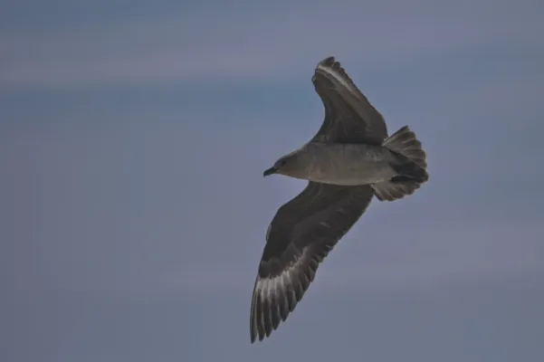 File:Stercorarius maccormicki - Алексей Логинов - 464632338.jpeg