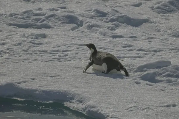 File:Aptenodytes forsteri - Алексей Логинов - 465113420.jpeg