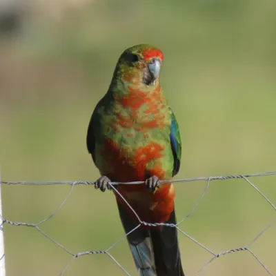 File:Platycercus icterotis 332833290.jpg