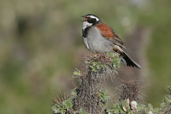 File:Emberiza koslowi 367800223.jpg