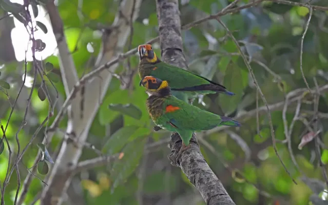 File:Vulturine Parrot (Pyrilia vulturina), Pará, BR imported from iNaturalist photo 443639952.jpg