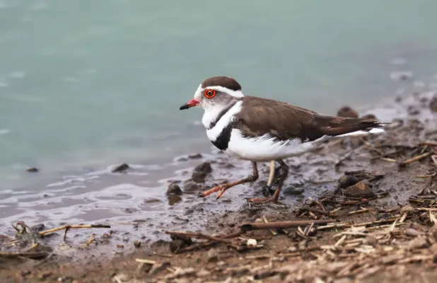 File:Dreibandregenpfeifer (Thinornis tricollaris tricollaris) 1 in Uganda.jpg
