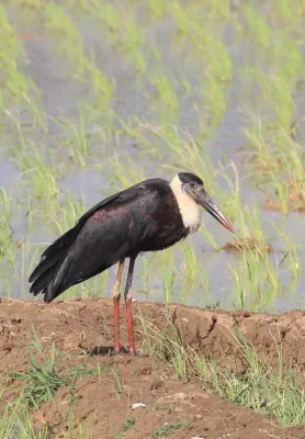 File:Asian woolly-necked stork or Asian woollyneck (Ciconia episcopus).jpg