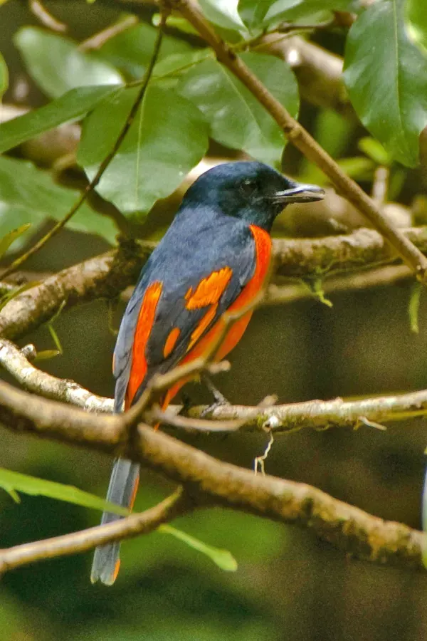 File:Pericrocotus flammeus -Sri Lanka -male-8a.jpg