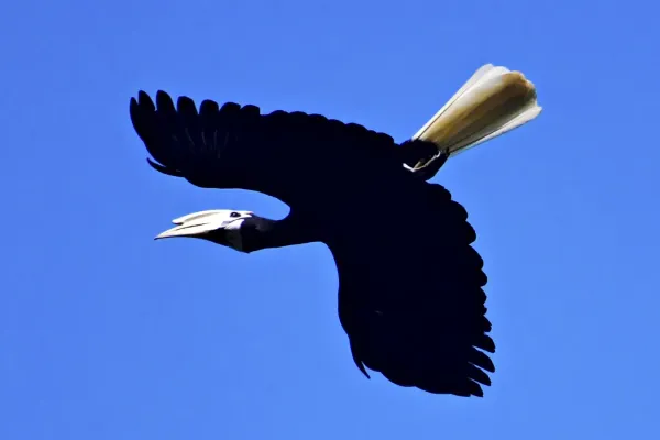 File:The Palawan hornbill (Anthracoceros marchei).jpg