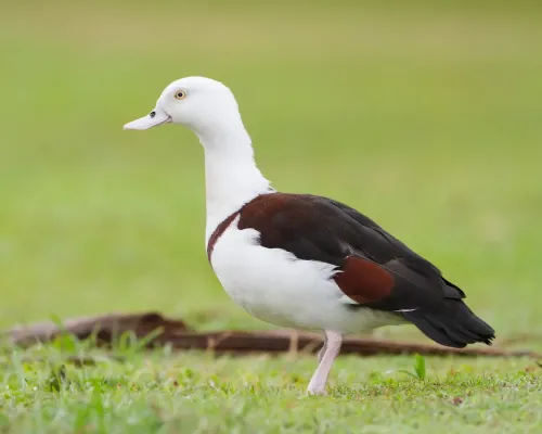 File:Tadorna radjah - Centenary Lakes crop.jpg