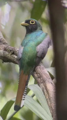 File:Trogon rufus 243951943.jpg