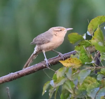 File:Campylorhynchus turdinus 426893863.jpg