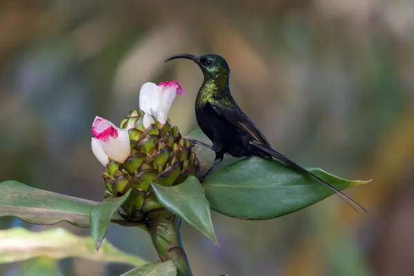 File:Bronze sunbird (Nectarinia kilimensis).jpg