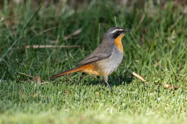 File:Cape robin-chat (Dessonornis caffer).jpg