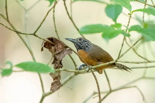 File:Pheugopedius rutilus 268612649.jpg