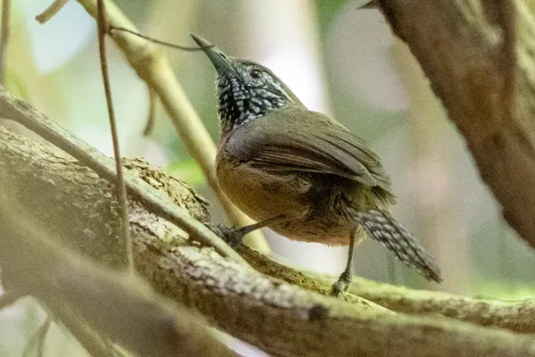 File:Pheugopedius rutilus 255863655.jpg