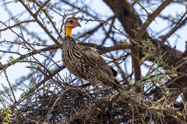 File:Yellow-necked francolin (Pternistis leucoscepus).jpg