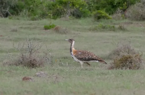 File:Ludwig's Bustard (Neotis ludwigii) (54298859531).jpg