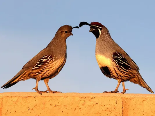 File:Callipepla gambelii 451717373.jpg