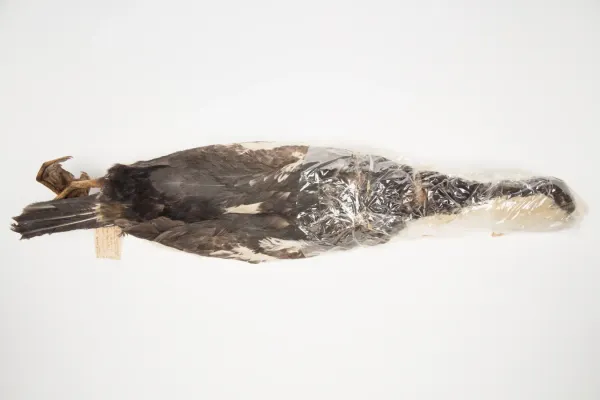 File:Leucocarbo nivalis (AM LB11857-2).jpg