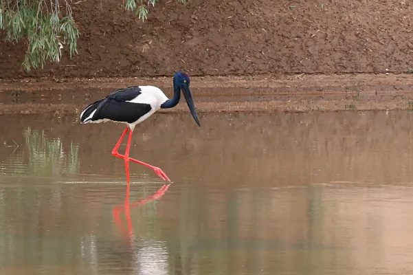 File:Black-necked Stork, Jabiru, (Ephippiorhynchus asiaticus), Gilbert River, Queensland, 20 July 2016.jpg