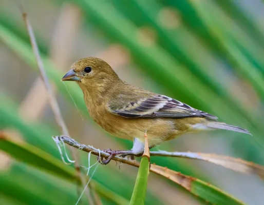 File:Mexikozeisig (Spinus psaltria) 1.jpg