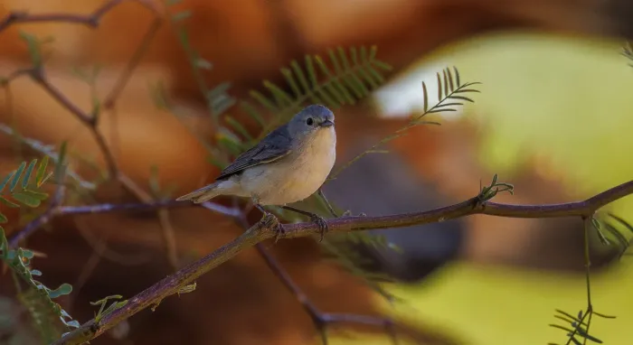 File:Rotbürzel-Waldsänger (Leiothlypis luciae).jpg