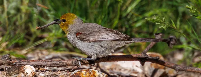 File:Goldkopf-Beutelmeise (Auriparus flaviceps), sammelt Nistmaterial.jpg