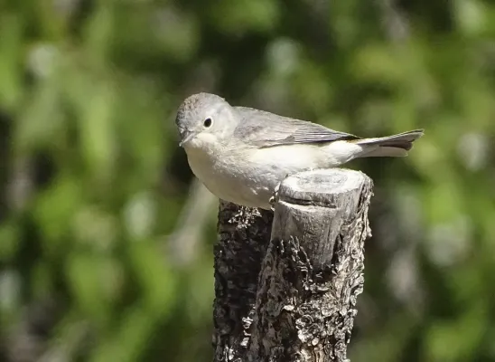 File:Leiothlypis luciae 374866013.jpg