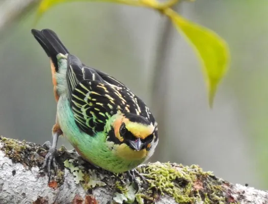 File:Tangara chrysotis 95105671.jpg
