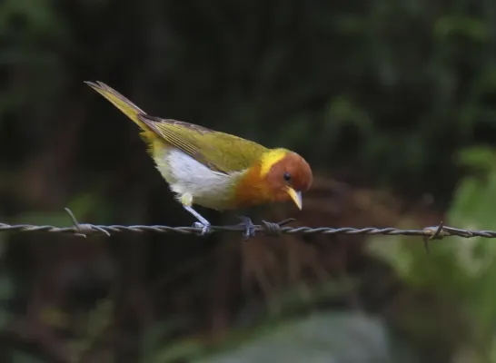 File:Hemithraupis ruficapilla 456562749.jpg