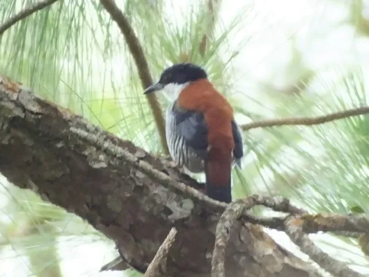 File:Cutia legalleni Vietnamese Cutia; Lâm Đồng, Vietnam.jpg