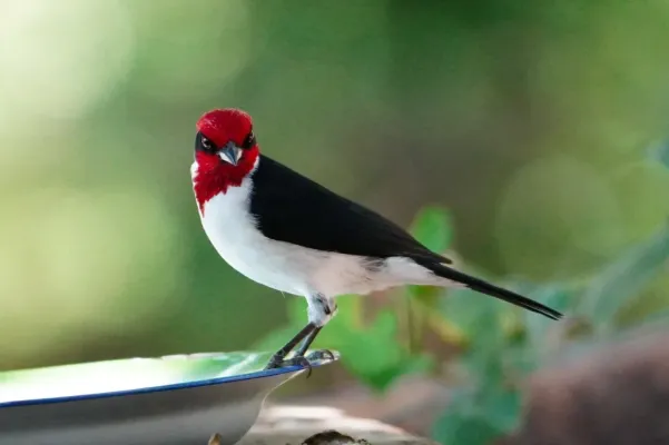 File:Paroaria nigrogenis 463598096.jpg