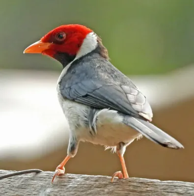 File:Paroaria capitata 436219007.jpg