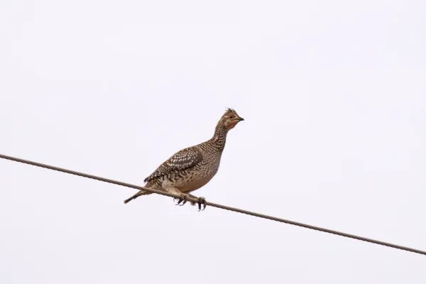 File:Schweifhuhn (Tympanuchus phasianellus), Vorderansicht.jpg