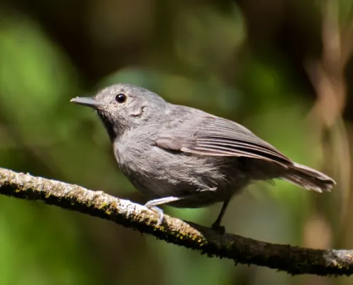 File:Myrmotherula unicolor -Vale do Ribeira, Registro, Sao Paulo, Brazil -male-8.jpg