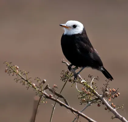 File:Arundinicola leucocephala -Piraju, Sao Paulo, Brazil -male-8.jpg