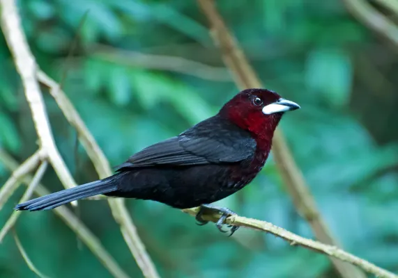 File:Ramphocelus carbo -Piraju, Sao Paulo, Brazil -male-8.jpg