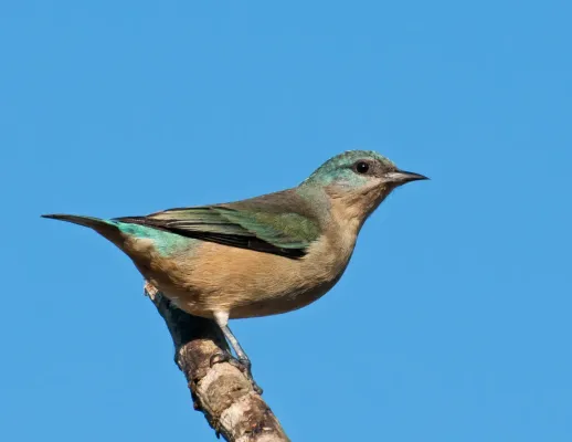 File:Dacnis nigripes -Vale do Ribeira, Juquia, Sao Paulo, Brasil -female-8.jpg