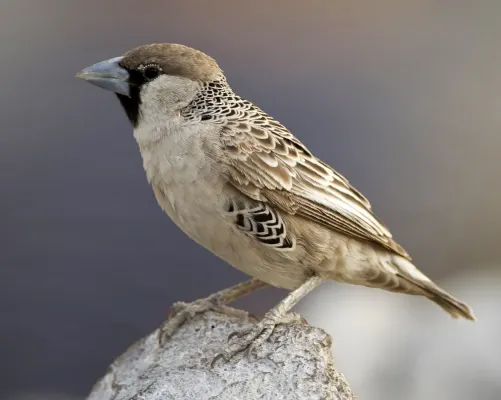 File:Philetairus socius (Etosha, 2013), crop.jpg