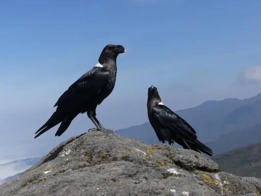 File:Corvus albicollis 462784022.jpg