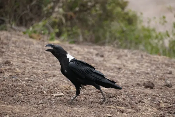File:Corvus albicollis 437850684.jpg