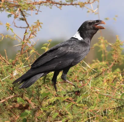 File:Corvus albicollis 354800399.jpg