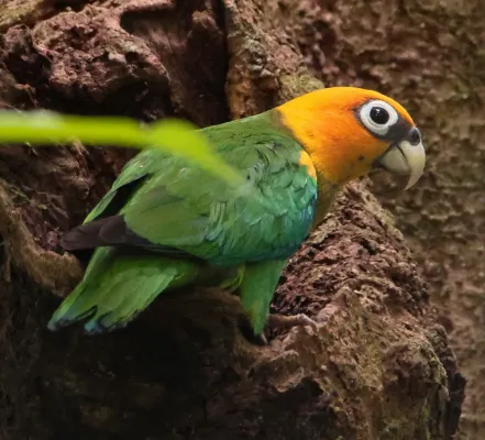 File:Pyrilia pyrilia 363149541 (cropped).jpg