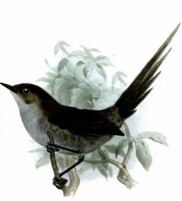 File:Asthenes griseomurina.jpg